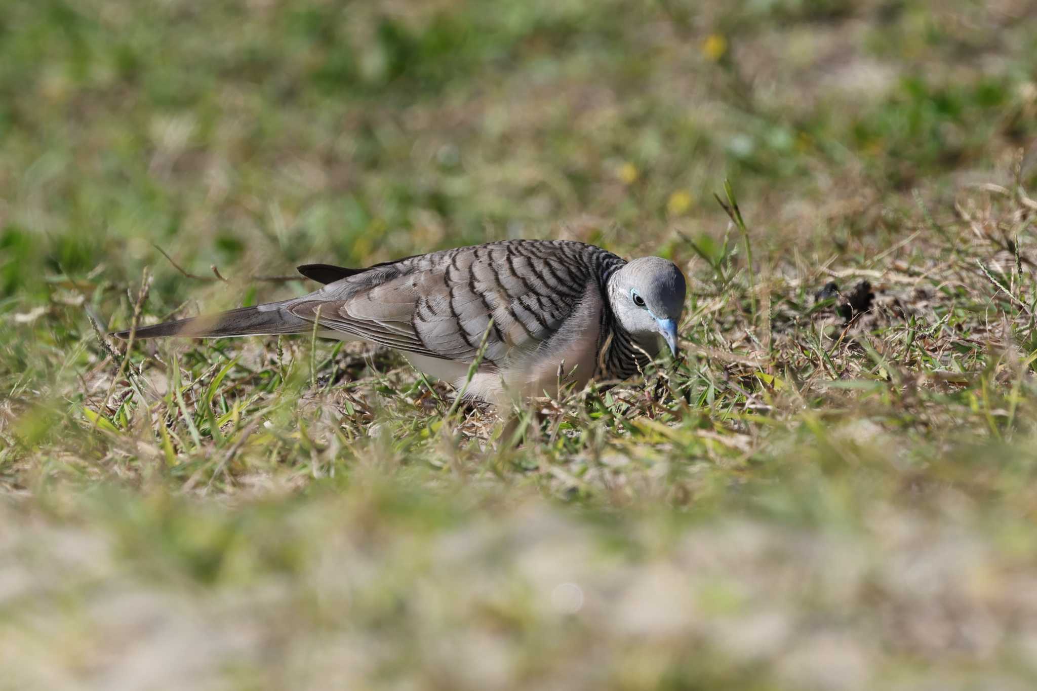 Esplanade(Cairns) オーストラリアチョウショウバトの写真 by it-kozou