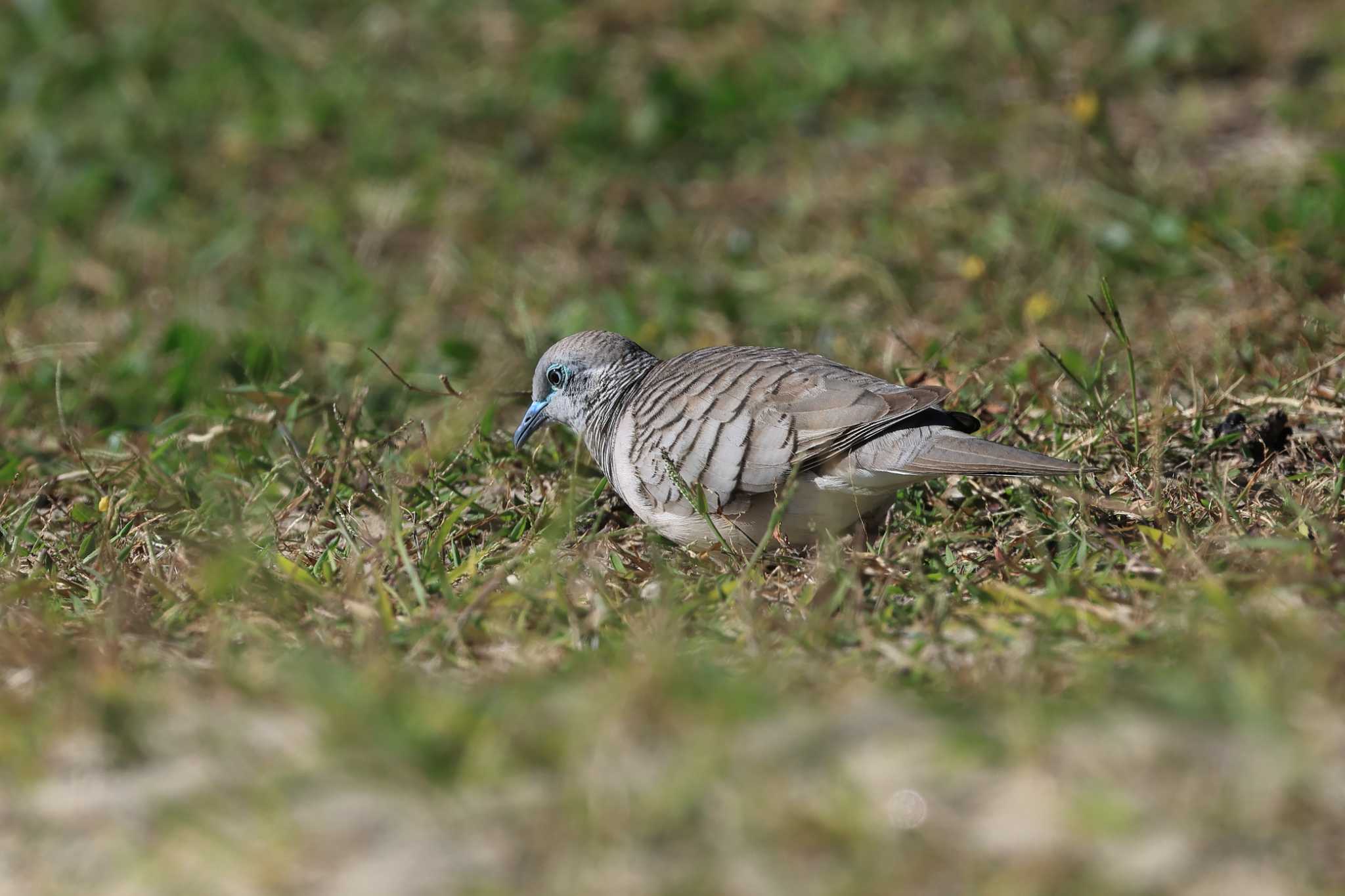 Photo of Peaceful Dove at Esplanade(Cairns) by it-kozou
