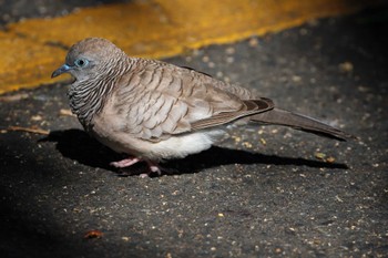 オーストラリアチョウショウバト Esplanade(Cairns) 2023年8月17日(木)