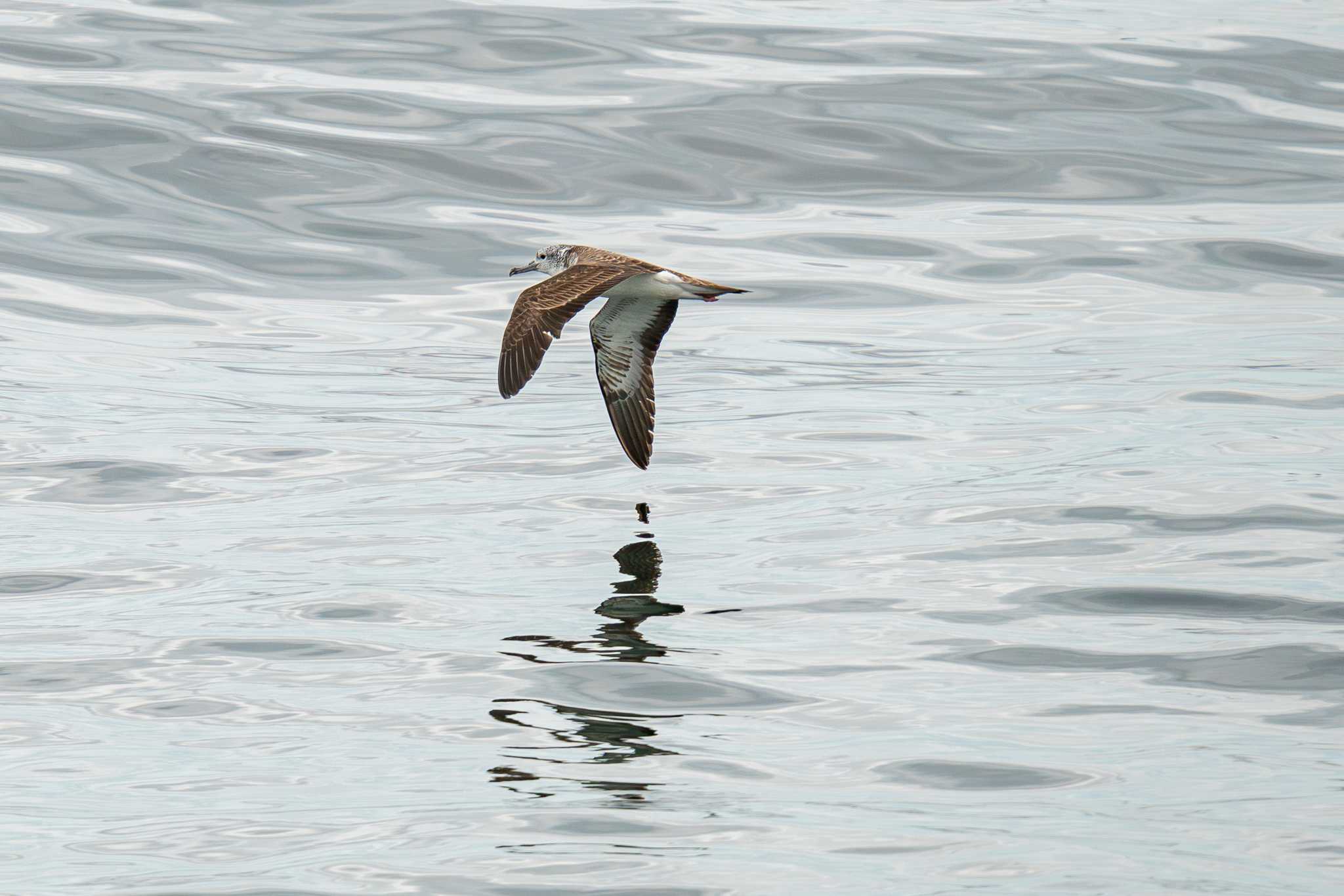 浦賀水道 オオミズナギドリの写真 by Tosh@Bird