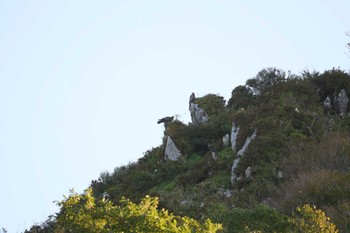 2023年9月24日(日) 伊吹山の野鳥観察記録