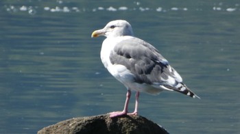 Slaty-backed Gull Lake Toya (Toyako) Wed, 9/27/2023