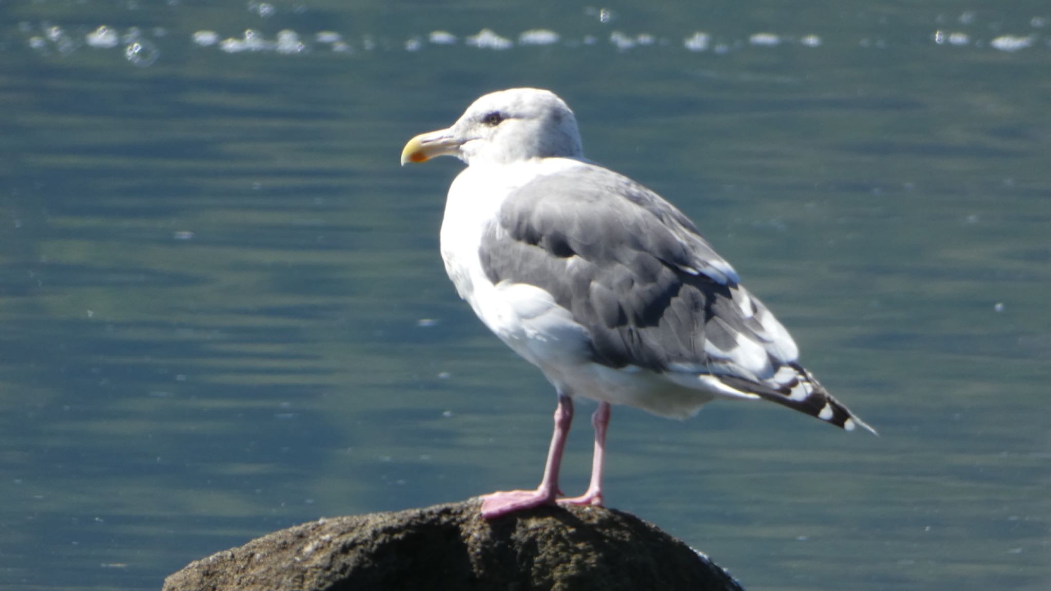 Slaty-backed Gull