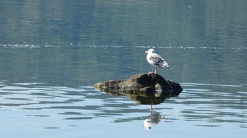 Slaty-backed Gull Lake Toya (Toyako) Wed, 9/27/2023