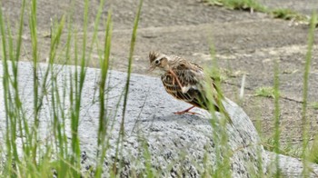 2023年9月23日(土) 平城宮跡の野鳥観察記録