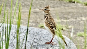 ヒバリ 平城宮跡 2023年9月23日(土)