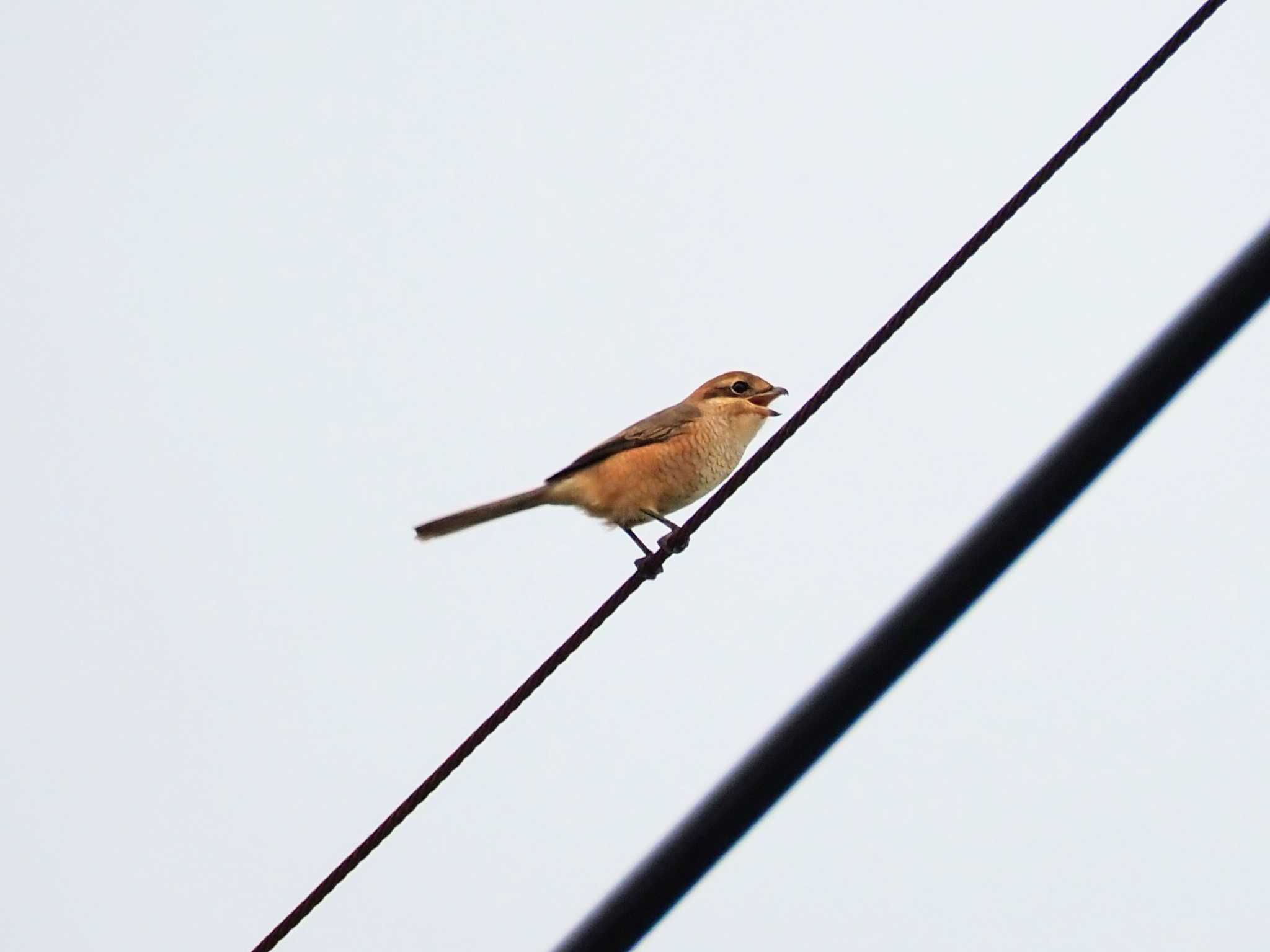 Photo of Bull-headed Shrike at  by とろろ