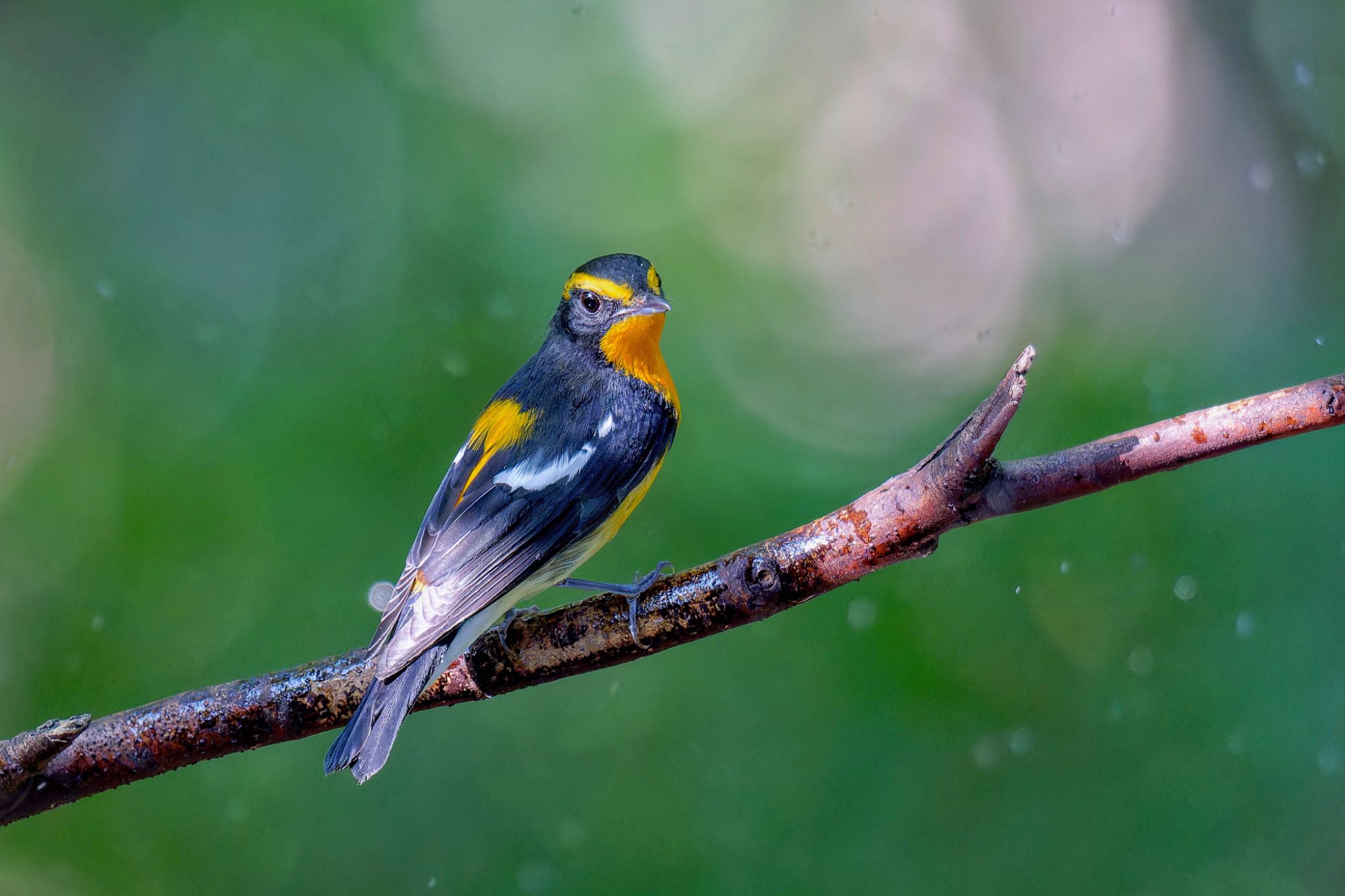 Narcissus Flycatcher