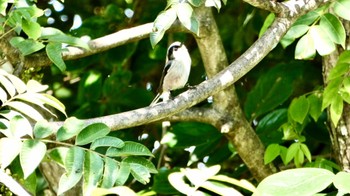 2023年9月9日(土) 馬見丘陵公園の野鳥観察記録