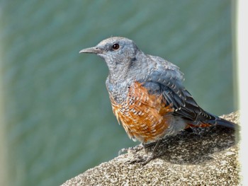 Blue Rock Thrush 布目ダム Sat, 8/5/2023