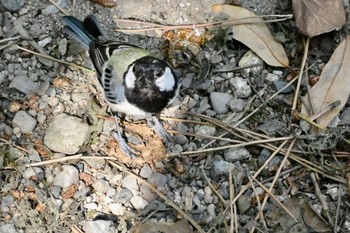 2023年8月12日(土) 京都御苑の野鳥観察記録