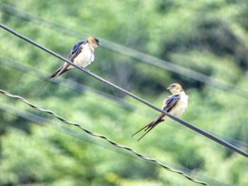 Red-rumped Swallow 奈良市月ヶ瀬ダム Sat, 7/15/2023