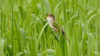 2023年5月13日(土) 平城宮跡の野鳥観察記録