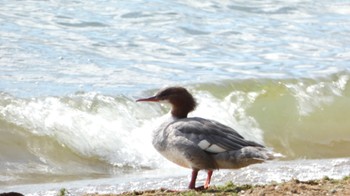 Common Merganser Lake Toya (Toyako) Wed, 9/27/2023