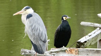 Sat, 5/6/2023 Birding report at 奈良市水上池