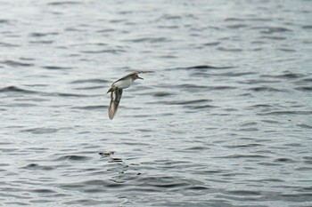 Common Sandpiper 浦賀水道 Fri, 9/29/2023