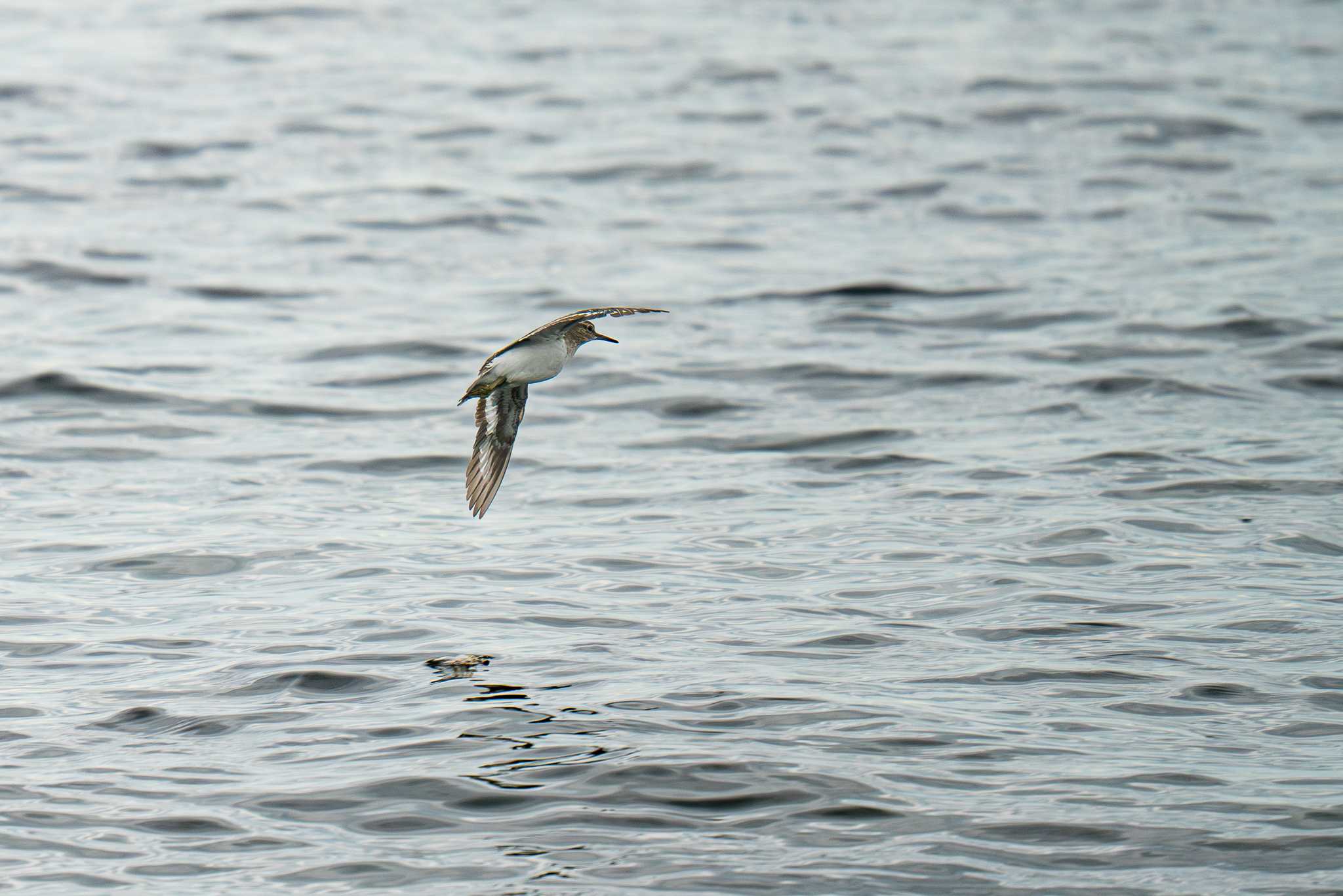 浦賀水道 イソシギの写真 by Tosh@Bird