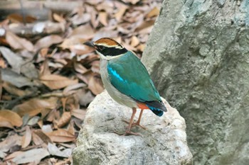 ヤイロチョウ 高知県 2023年9月28日(木)