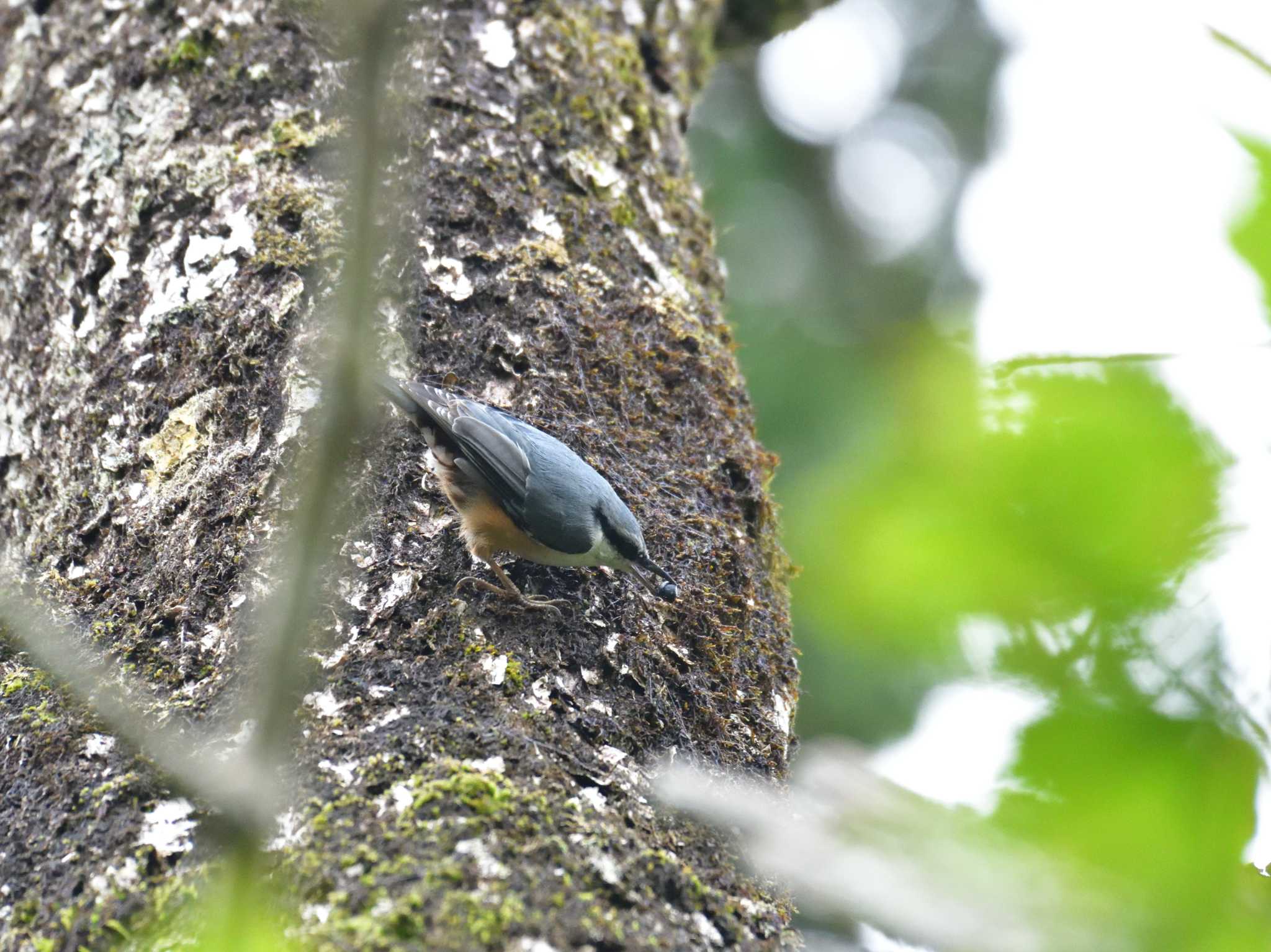 Eurasian Nuthatch