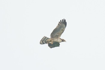 Crested Honey Buzzard 佐世保を通過する若 Mon, 9/18/2023