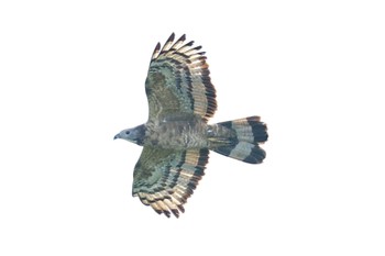 Crested Honey Buzzard 佐世保を通過する父 Tue, 9/19/2023