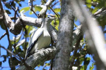 Torresian Imperial Pigeon Flecker Botanical Garden(Cairns) Tue, 8/15/2023