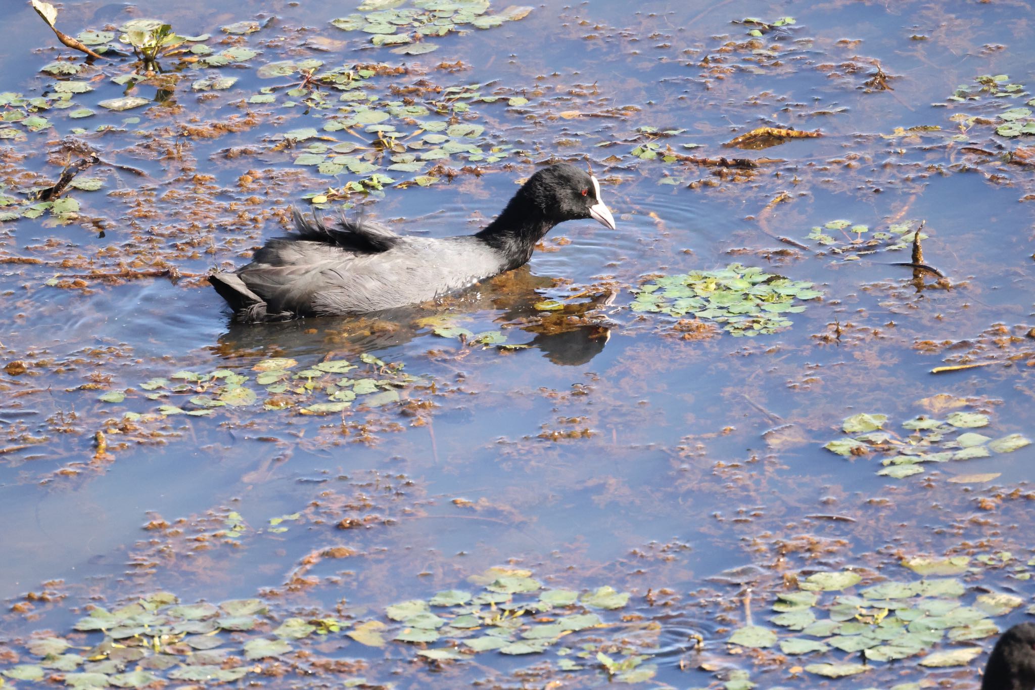 Eurasian Coot