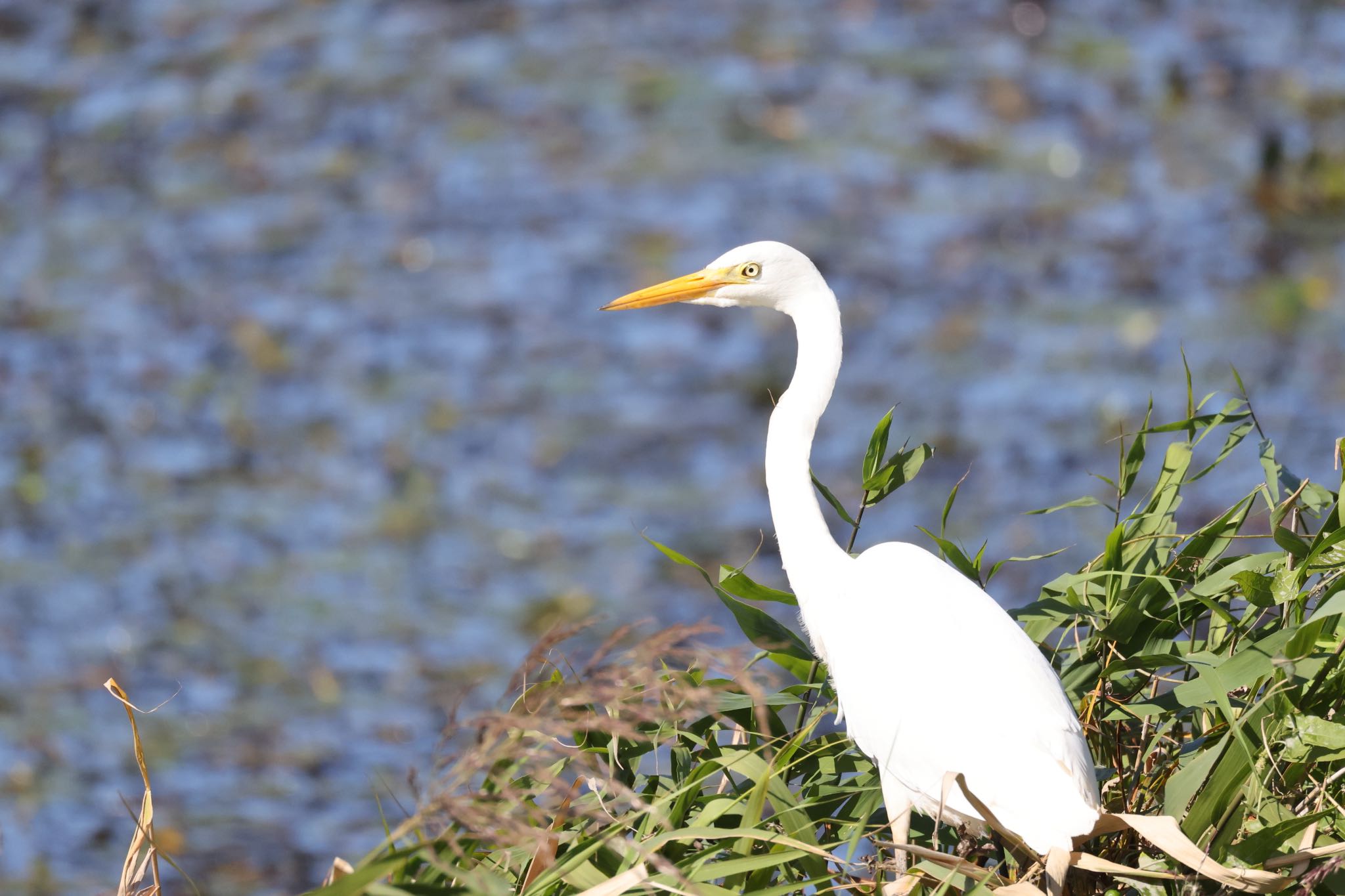 Medium Egret