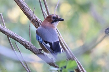 2023年9月29日(金) 札幌モエレ沼公園の野鳥観察記録