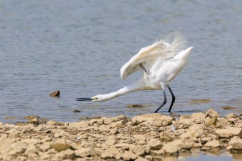 Little Egret 加古大池 Fri, 9/15/2023