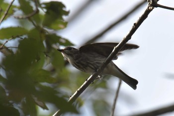 Sun, 9/16/2018 Birding report at Mie-ken Ueno Forest Park