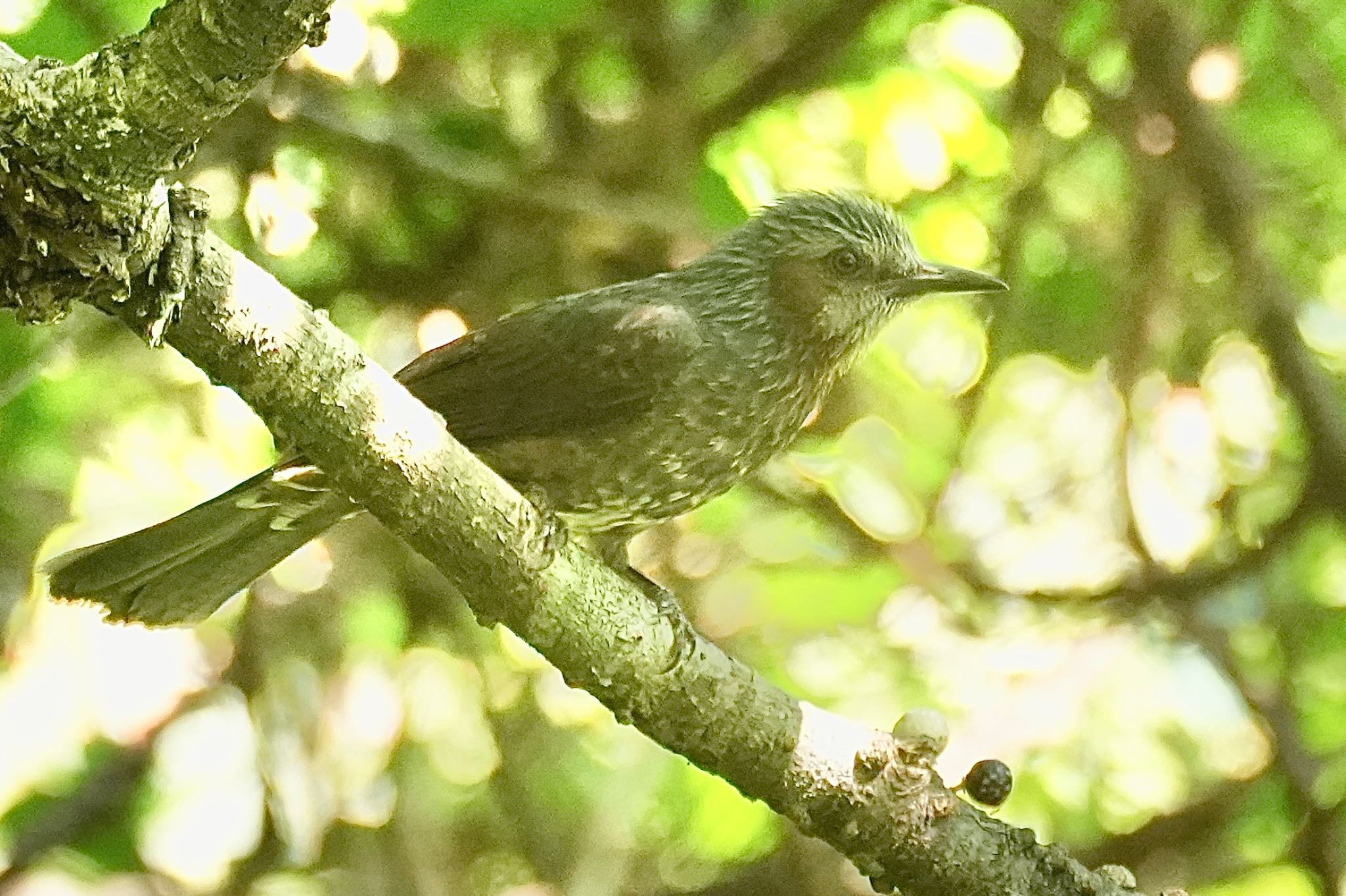 Brown-eared Bulbul(ogawae)