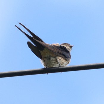 Red-rumped Swallow 福岡県、筑紫野市、天拝湖 Fri, 9/22/2023