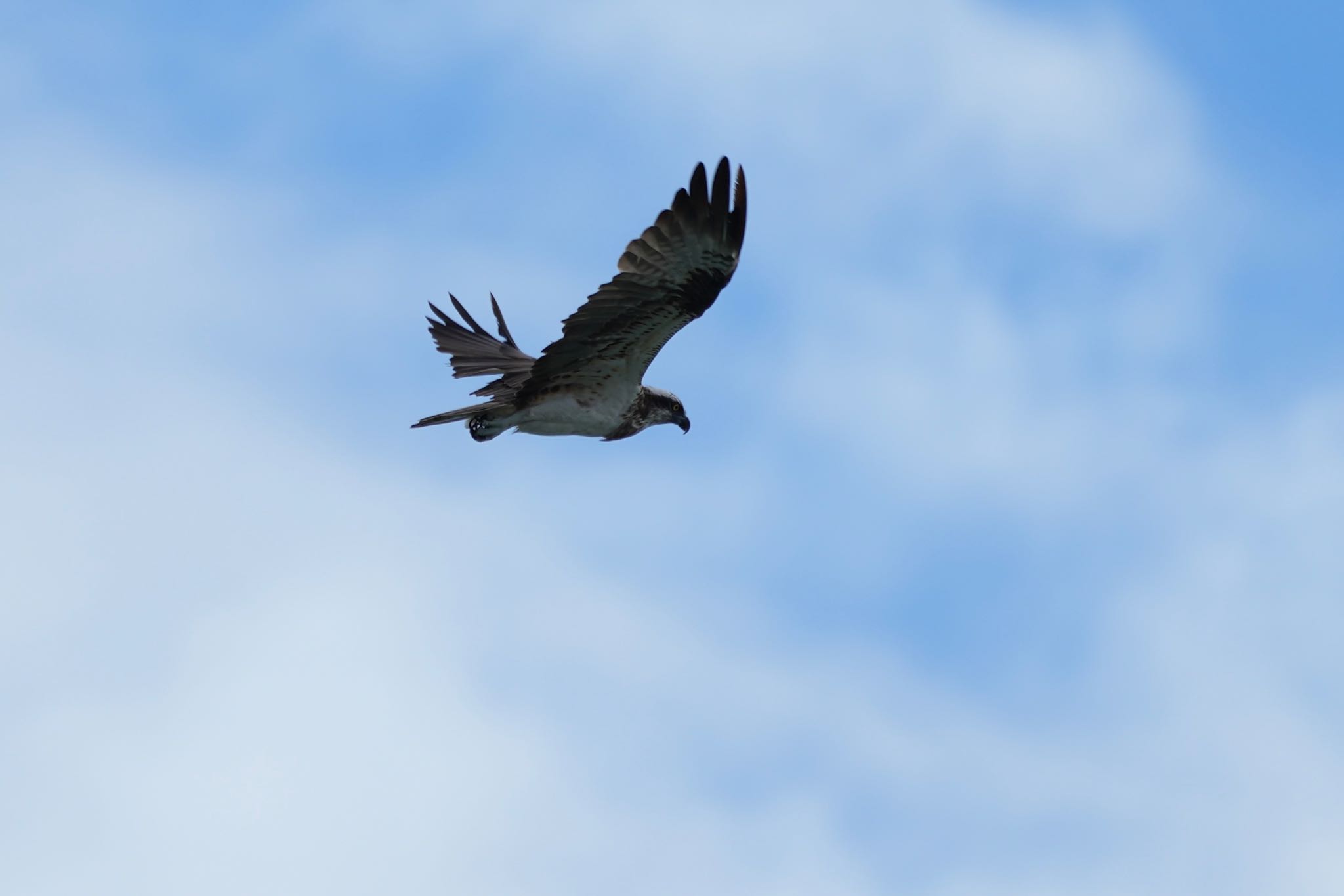 Osprey