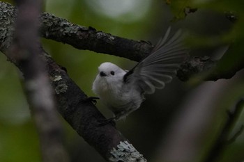 Long-tailed tit(japonicus) Unknown Spots Sun, 9/17/2023