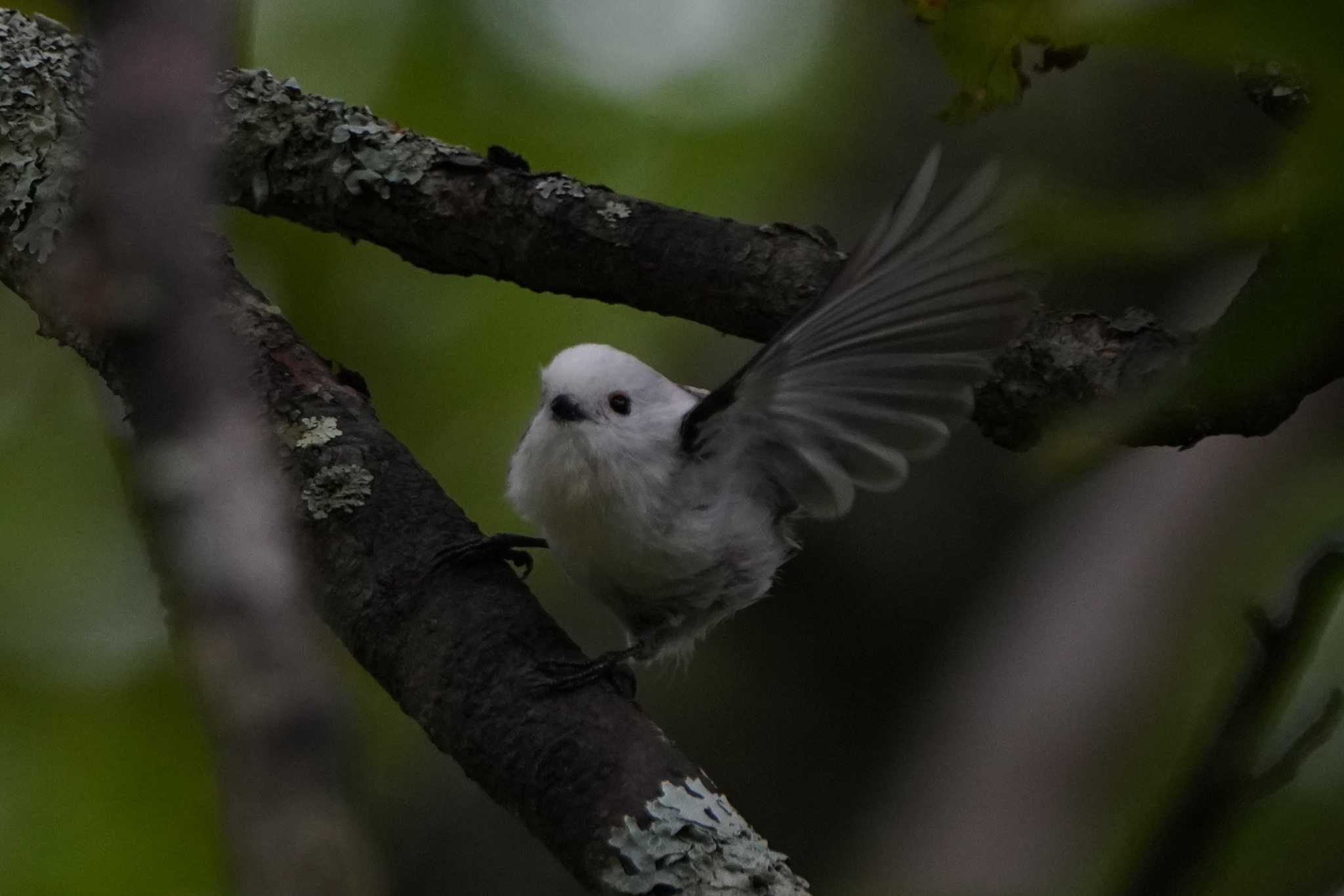 Photo of Long-tailed tit(japonicus) at  by ace