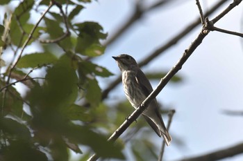 エゾビタキ 三重県上野森林公園 2018年9月16日(日)