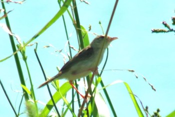 2018年9月16日(日) 和歌山市紀ノ川の野鳥観察記録