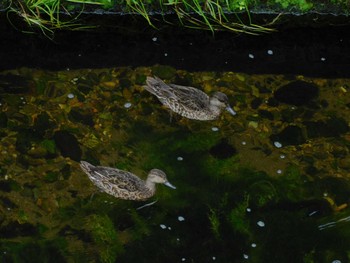 2023年9月30日(土) 平和の森公園、妙正寺川の野鳥観察記録