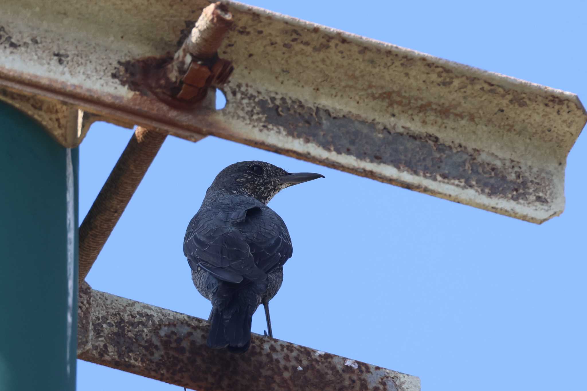 Blue Rock Thrush