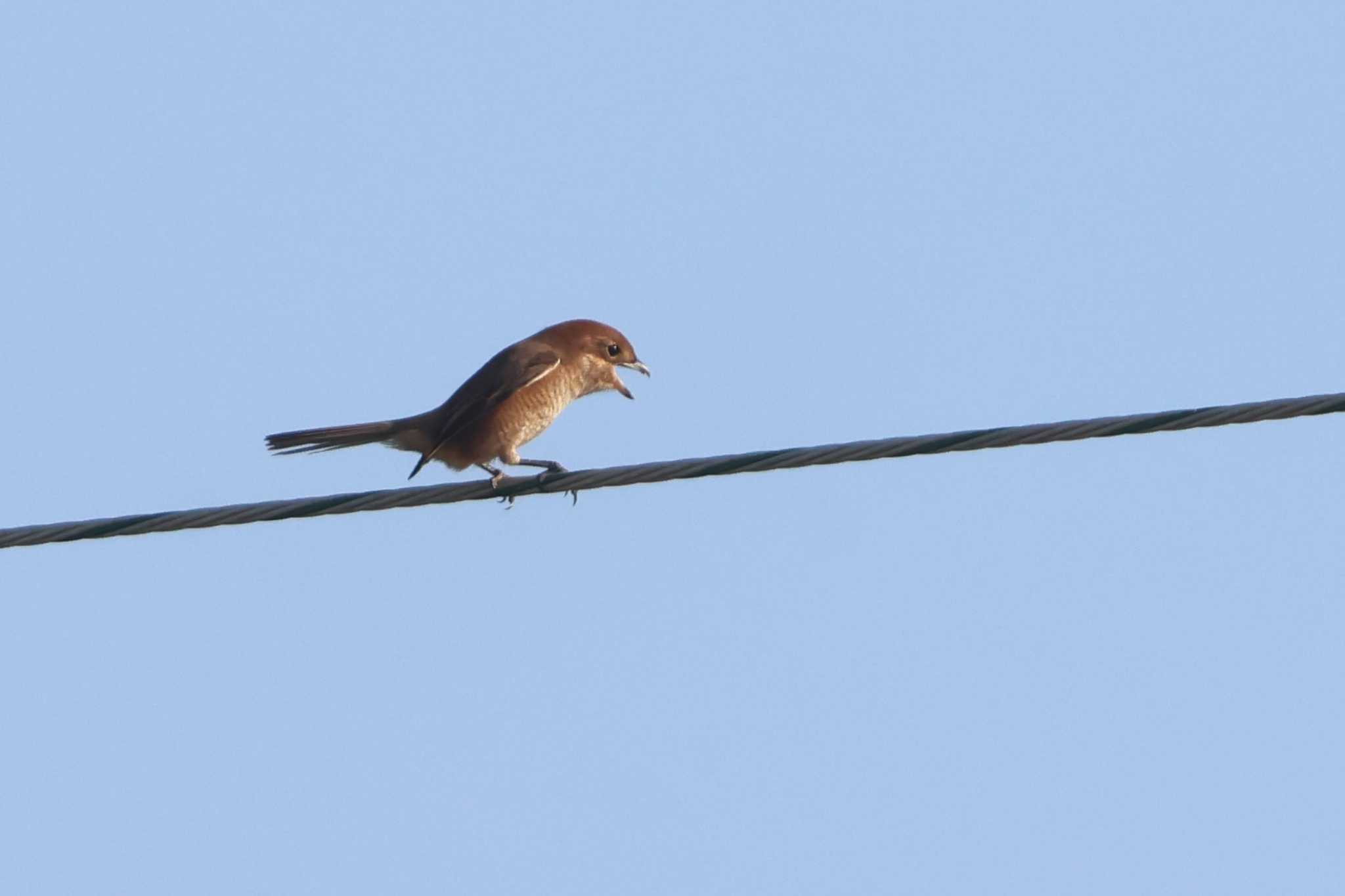 Bull-headed Shrike