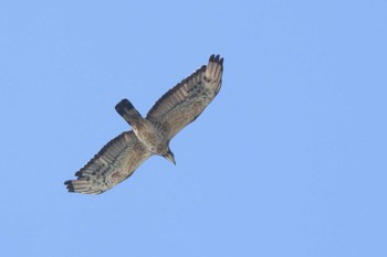 Crested Honey Buzzard Cape Irago Thu, 9/28/2023