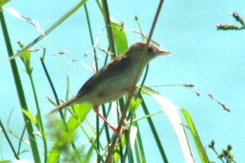 Zitting Cisticola 和歌山市紀ノ川 Sun, 9/16/2018