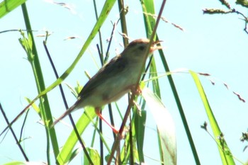 Zitting Cisticola 和歌山市紀ノ川 Sun, 9/16/2018