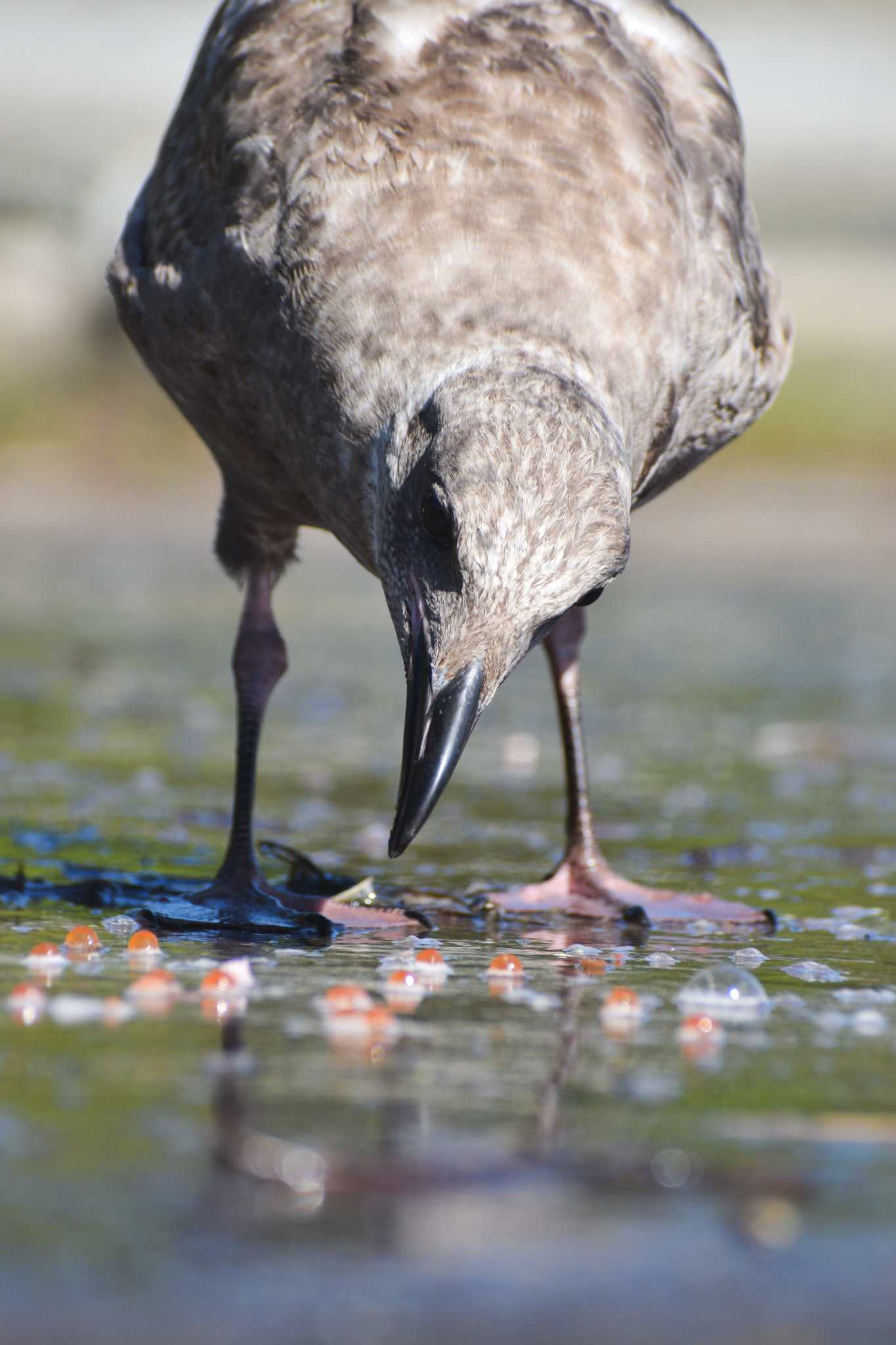 ウライ漁のいくらを食べに来た所 by NM🐥📷