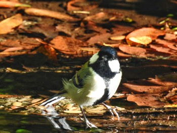 シジュウカラ 西湖野鳥の森公園 2023年9月24日(日)