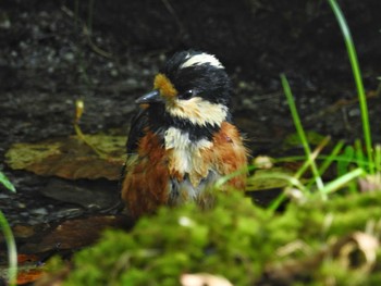 ヤマガラ 西湖野鳥の森公園 2023年9月24日(日)