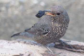 Fri, 9/29/2023 Birding report at Tokyo Port Wild Bird Park