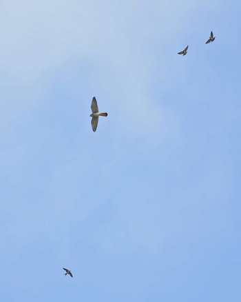 Red-rumped Swallow 浮島ヶ原自然公園 Sat, 9/16/2023