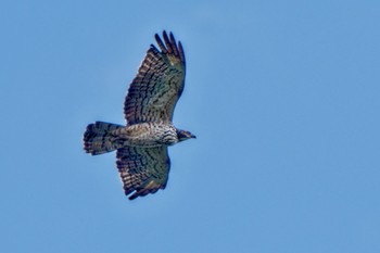 Crested Honey Buzzard Shirakaba-touge Tue, 9/19/2023